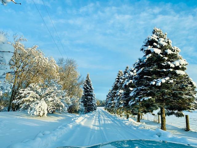 Winter wonderland