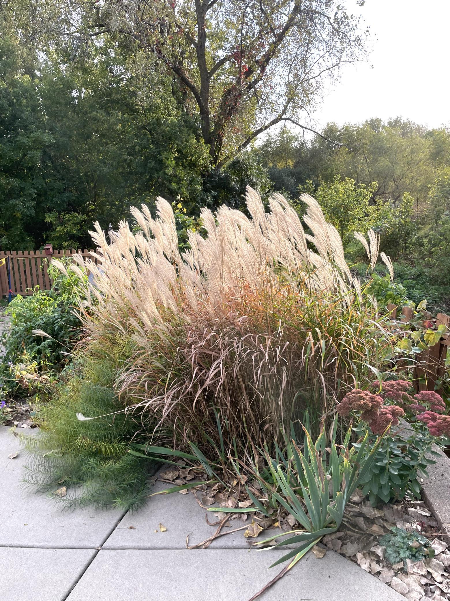 Late Summer