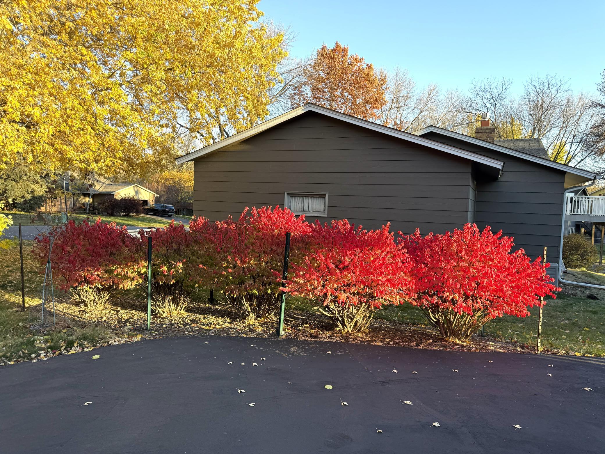 Vibrant Fall color