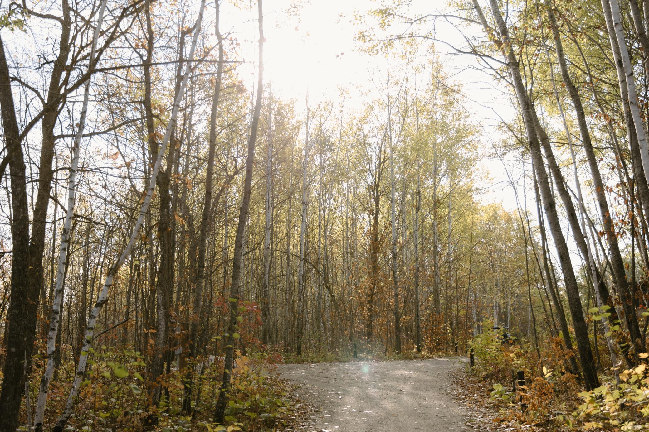 Trails through the woods