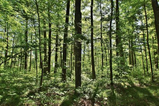 8654 N Ochu Road, Hayward, WI 54843