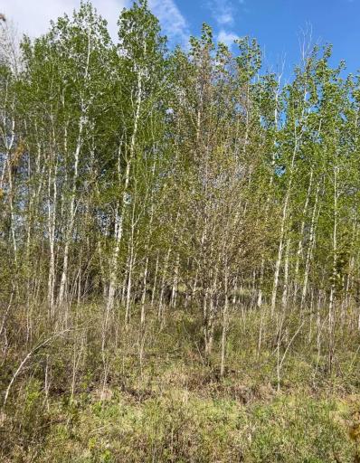 TBD 100 Avenue, Milaca, MN 56353