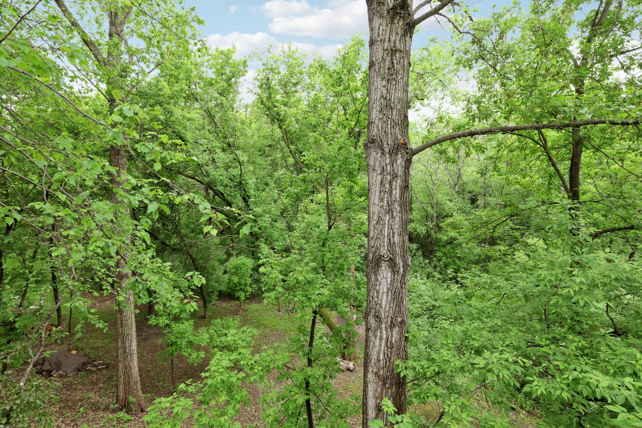 Wooded views