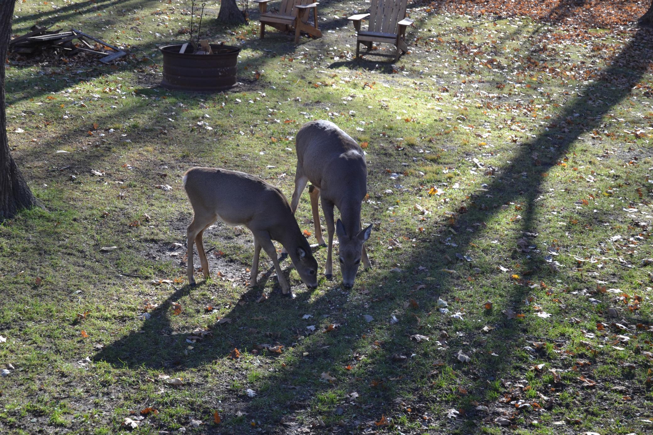 deer in yard