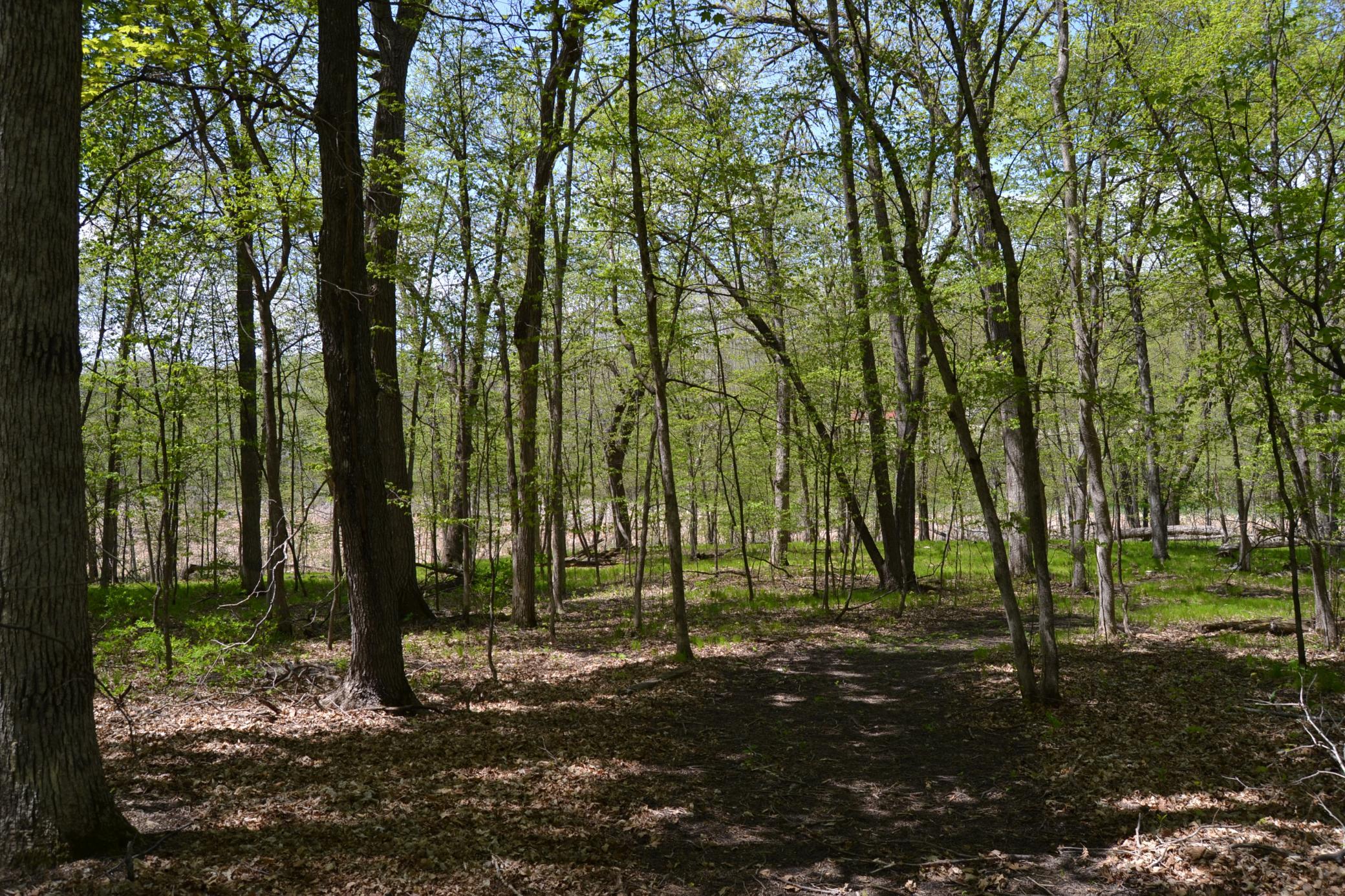 treed pathway