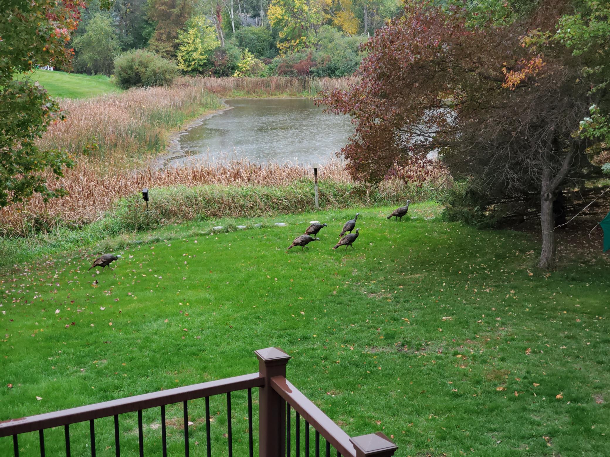 View from the deck overlooking the pond, with plenty of wildlife to view