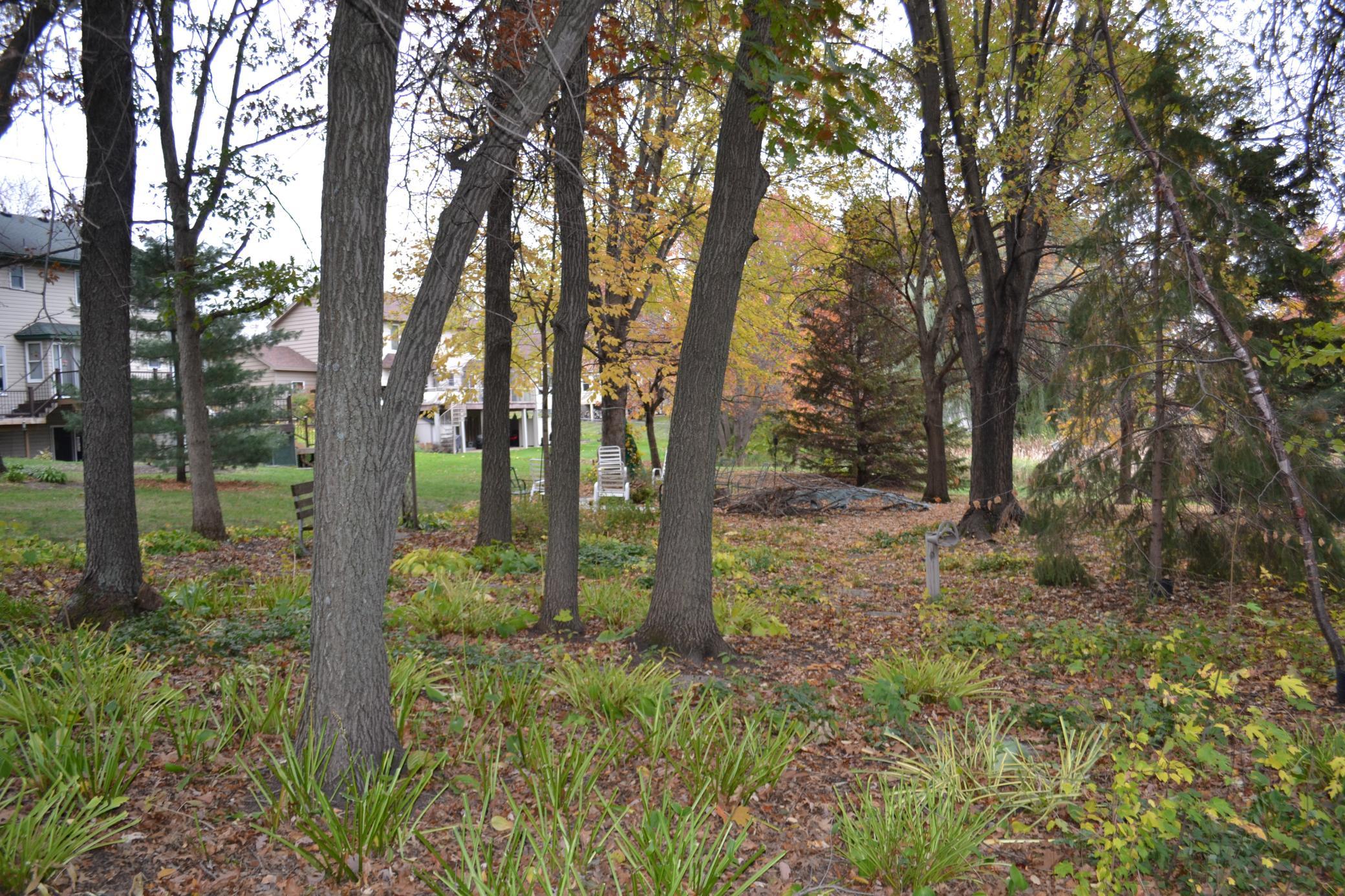 Wooded backyard