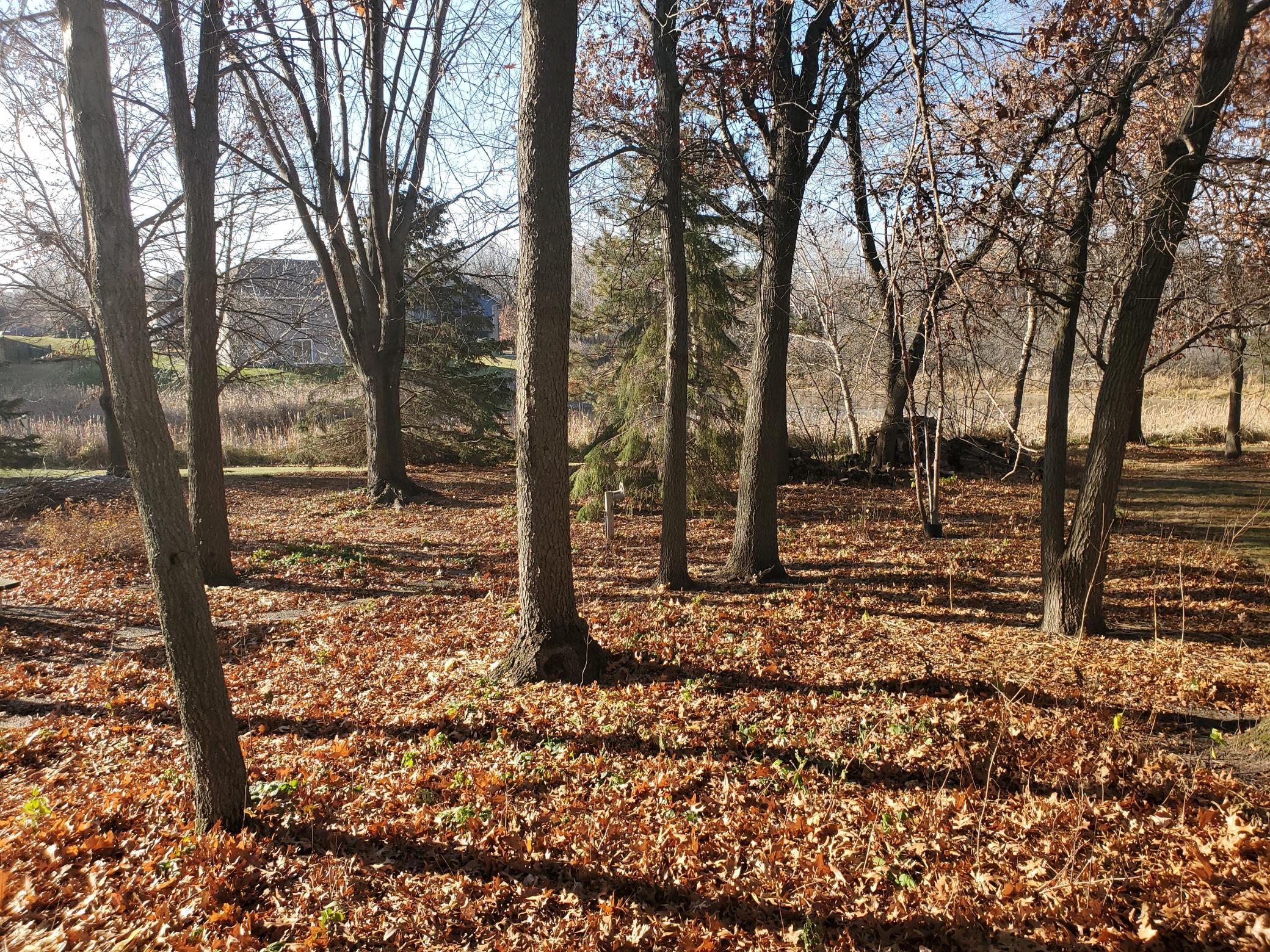 another view of wooded area of backyard