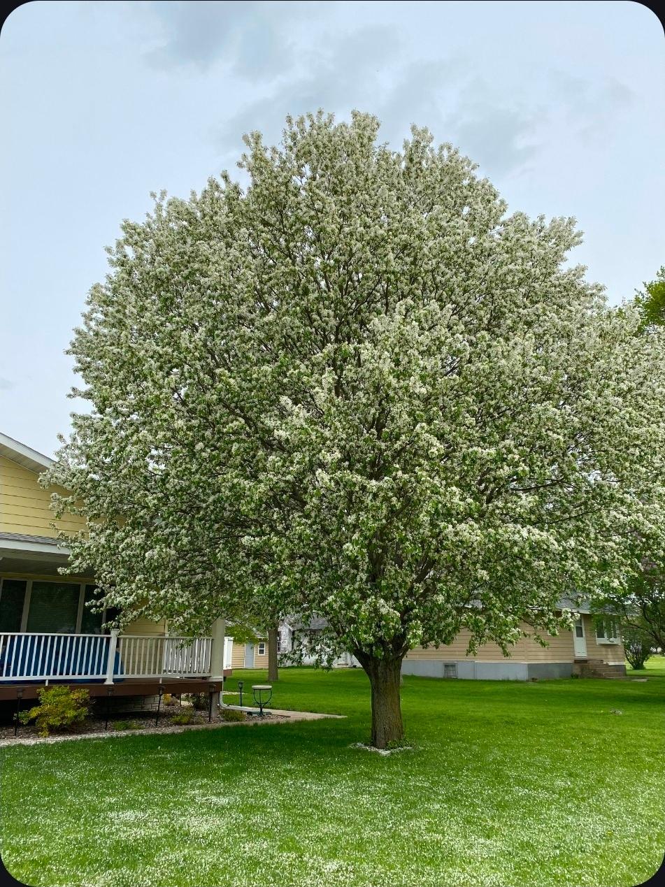 Front tree in full bloom