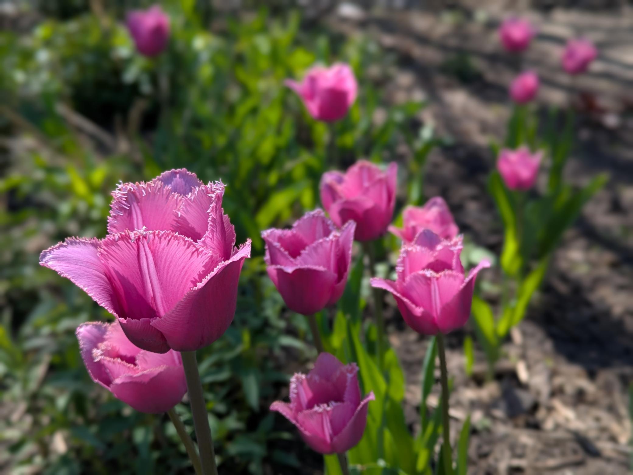 tulips2.jpg