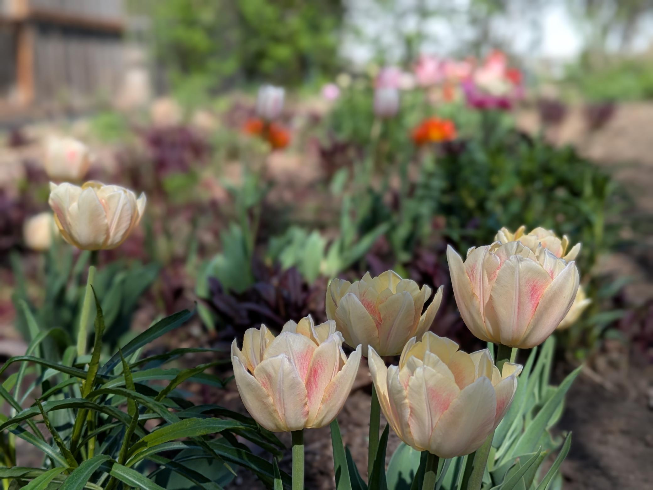 Tulips!