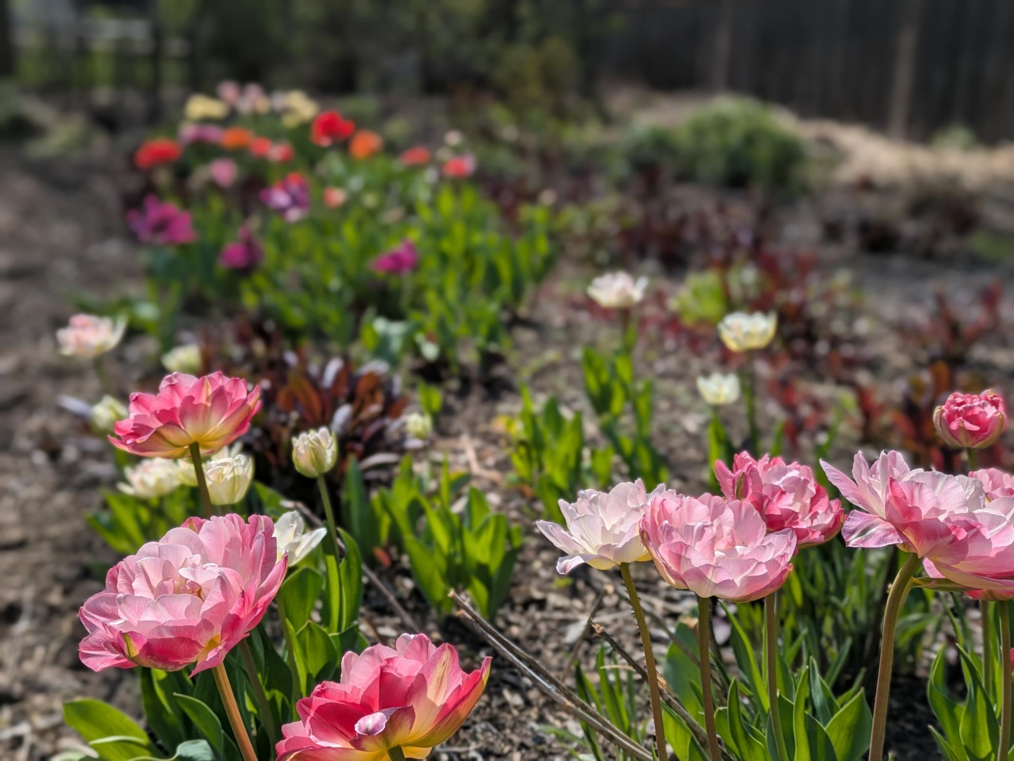Tulips!