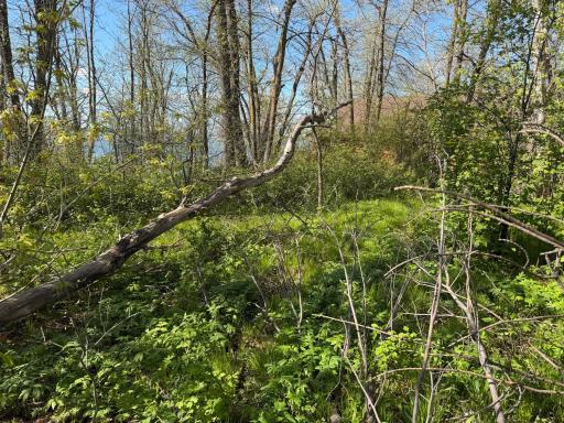 TBD Pine Point Drive, Walker, MN 56484