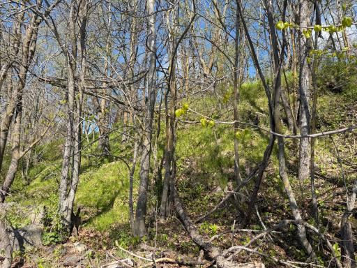 TBD Pine Point Drive, Walker, MN 56484