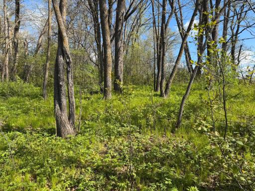 TBD Pine Point Drive, Walker, MN 56484