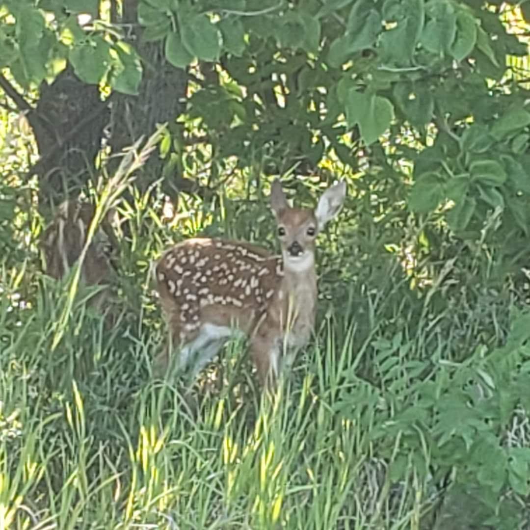 Enjoy the wildlife