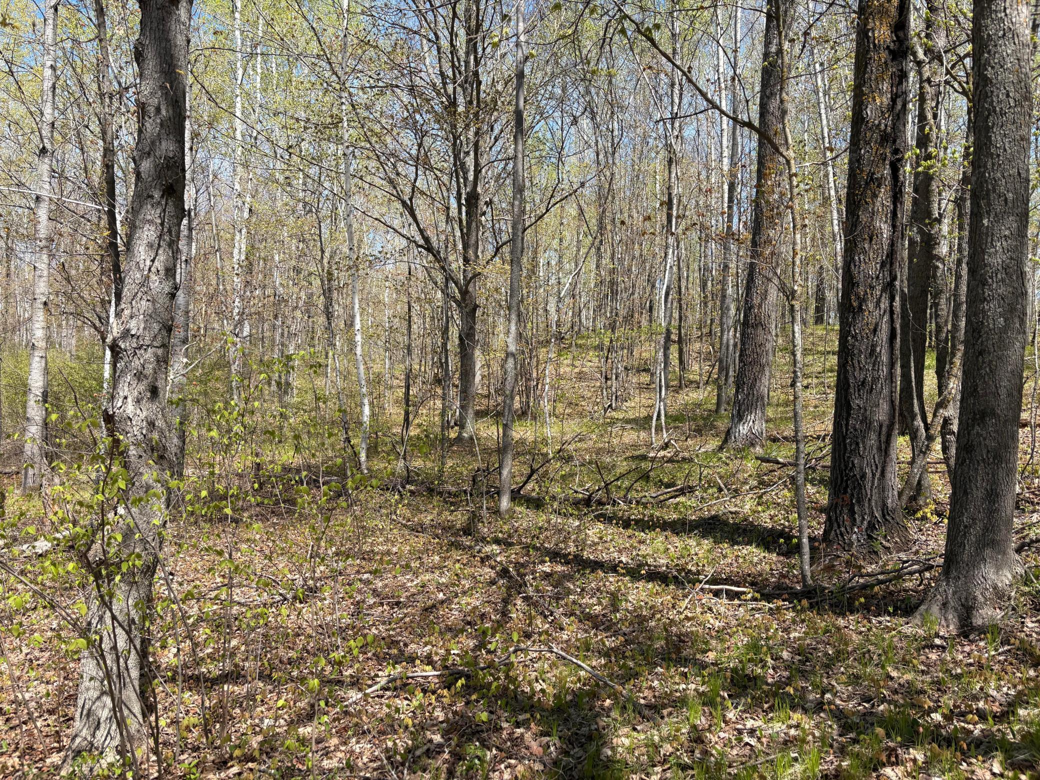 woods.jpg