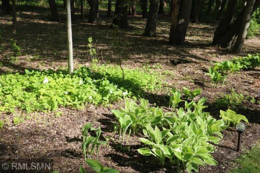 Fabulous hosta plantings of many varieties, plus other shade plants in a quiet backyard.