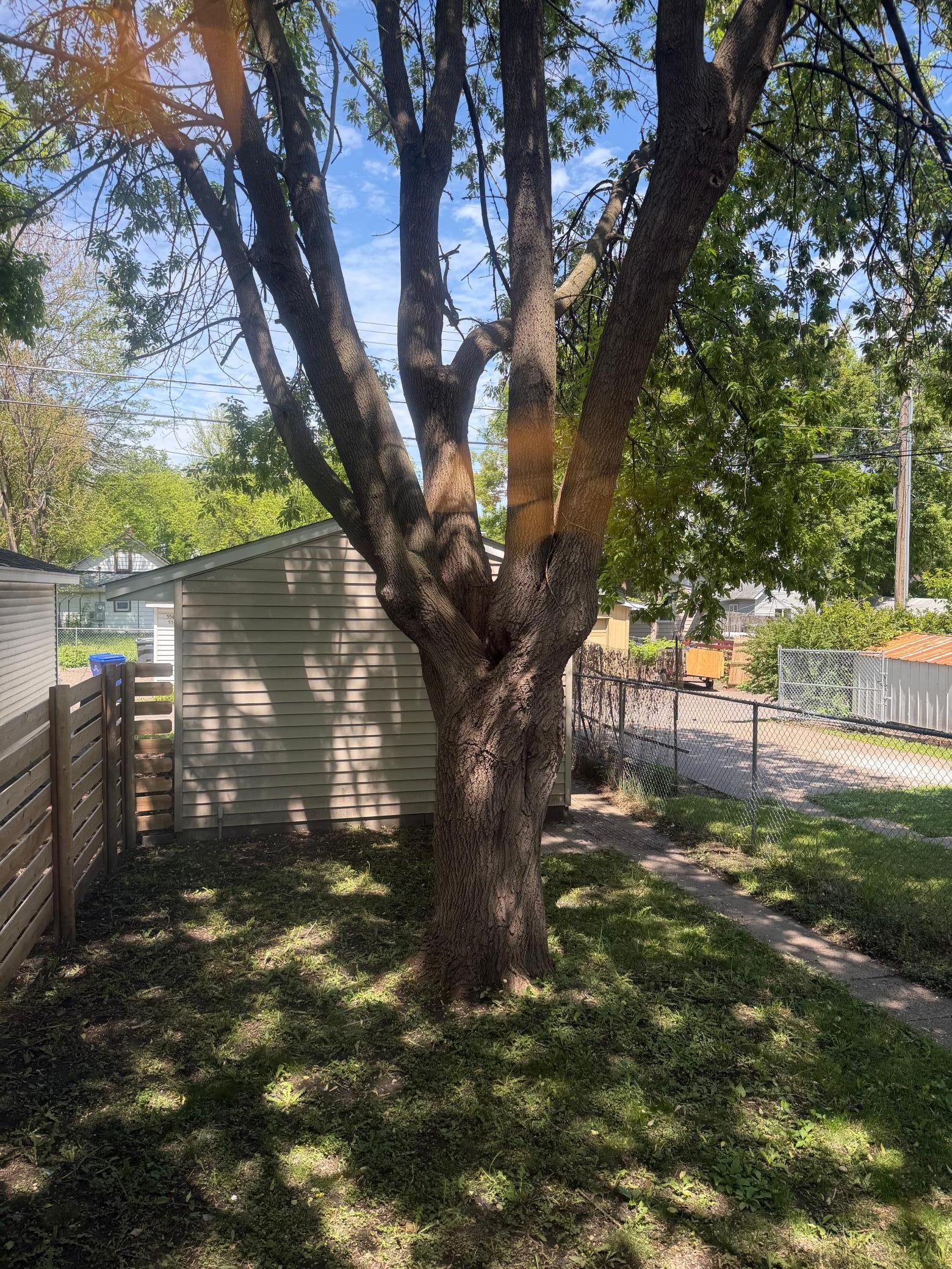 Fenced back yard with huge tree!