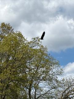 Abundant wildlife: Eagles, Deer, Geese
