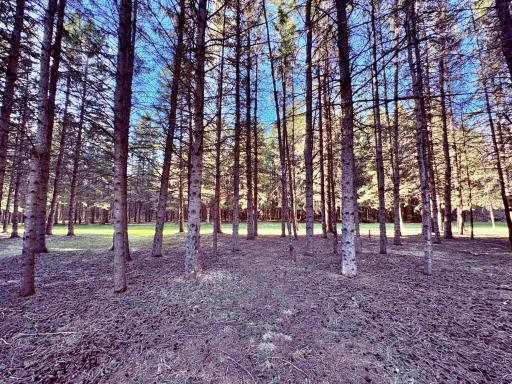 Beautiful mature pines