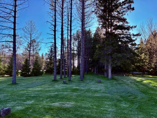 Lush front yard