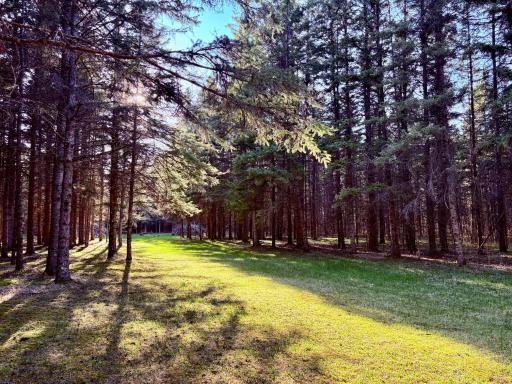 Trails throughout the plantation