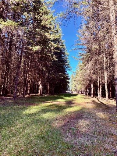 Trails in the plantation