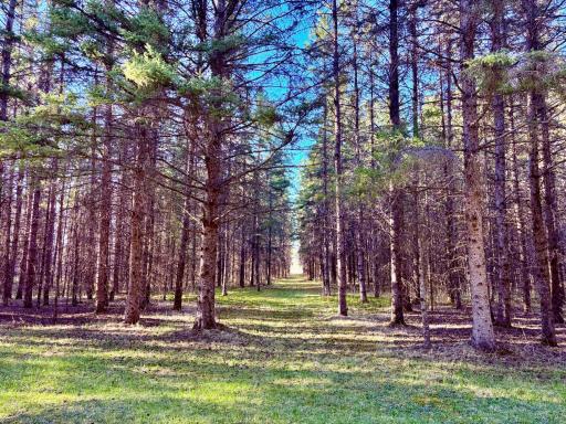 Trail going to the north end of property
