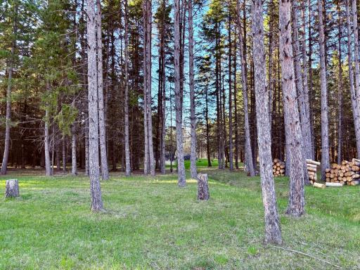 Tree plantation