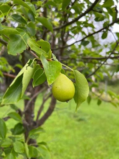 Mature fruit trees