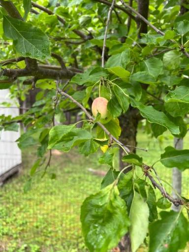 Mature fruit bearing trees