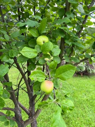 Mature apple trees