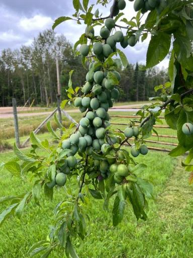 Fruit bearing trees in fenced in orchard