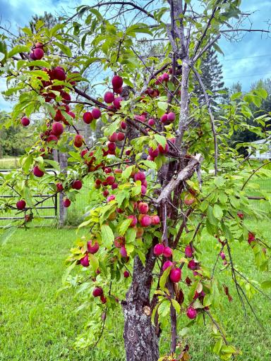 Plum trees