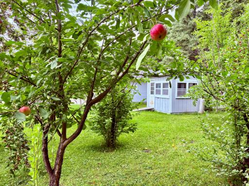 Apple trees