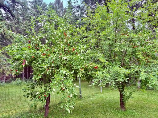 Apple trees