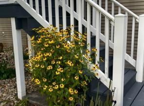 Perennials