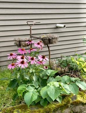 Perennials