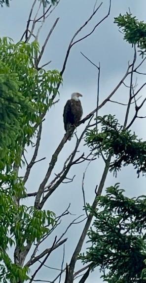 Nothing more peaceful than a bald Eagle overlooking...