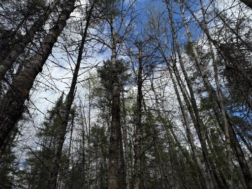 7355 Melrude Rd. W, Cotton, MN 55724