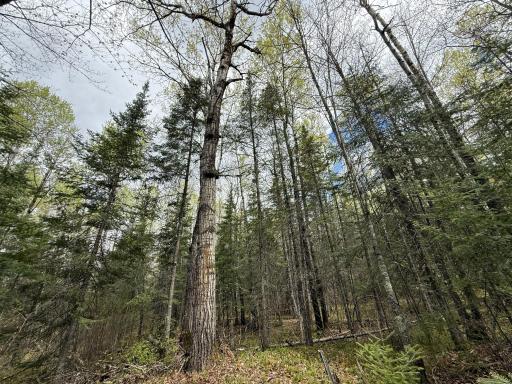 7355 Melrude Rd. W, Cotton, MN 55724