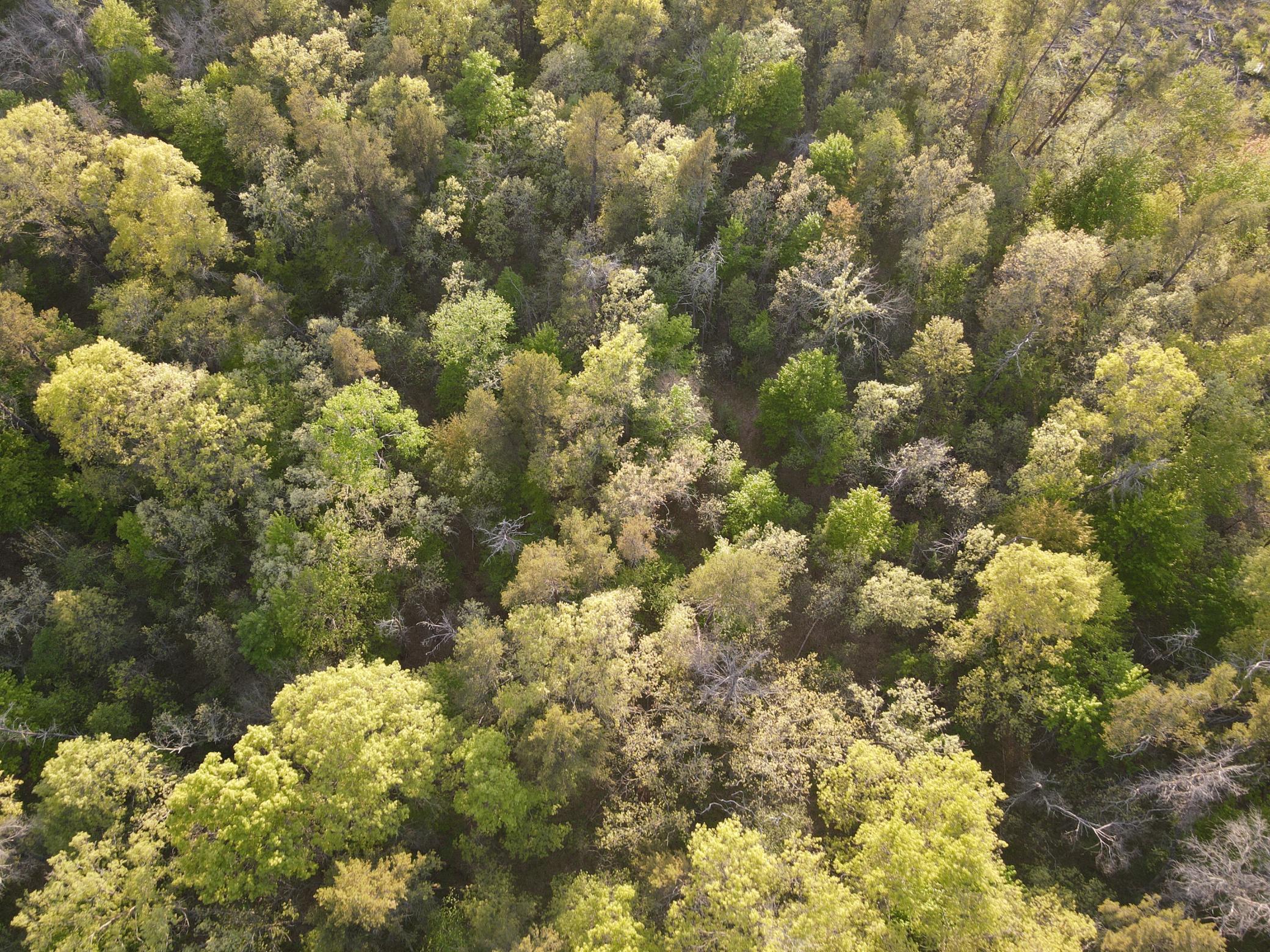 DJI_0565.JPG
