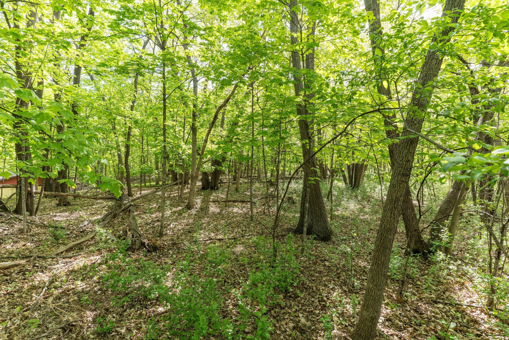 Forest on The Alex Chain of Lakes