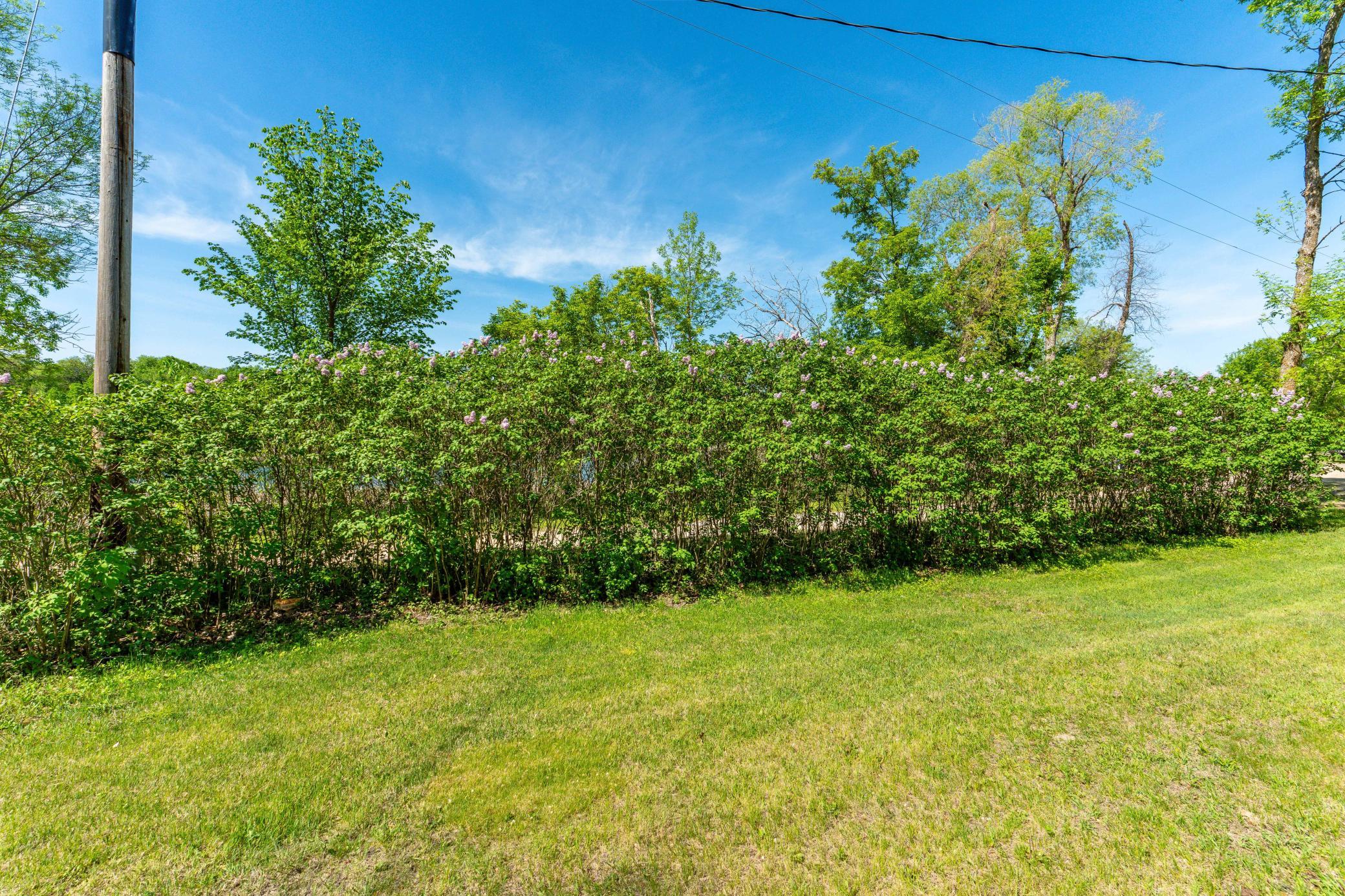 Mature lilacs lining the road