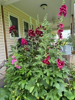 Lots of perennials