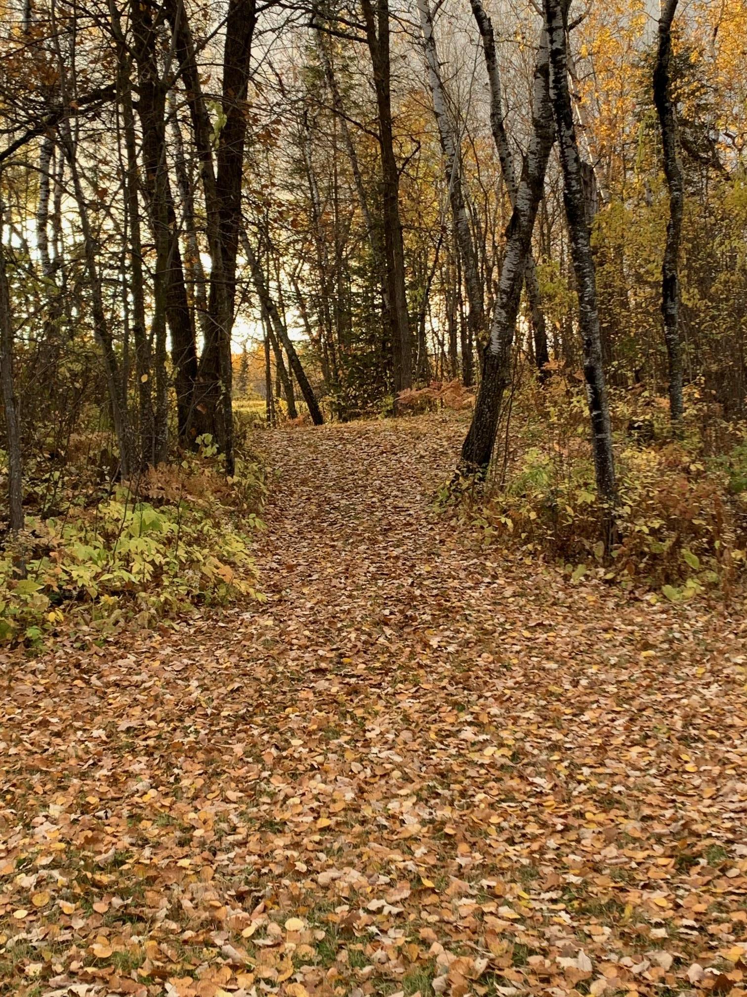 Fall trails