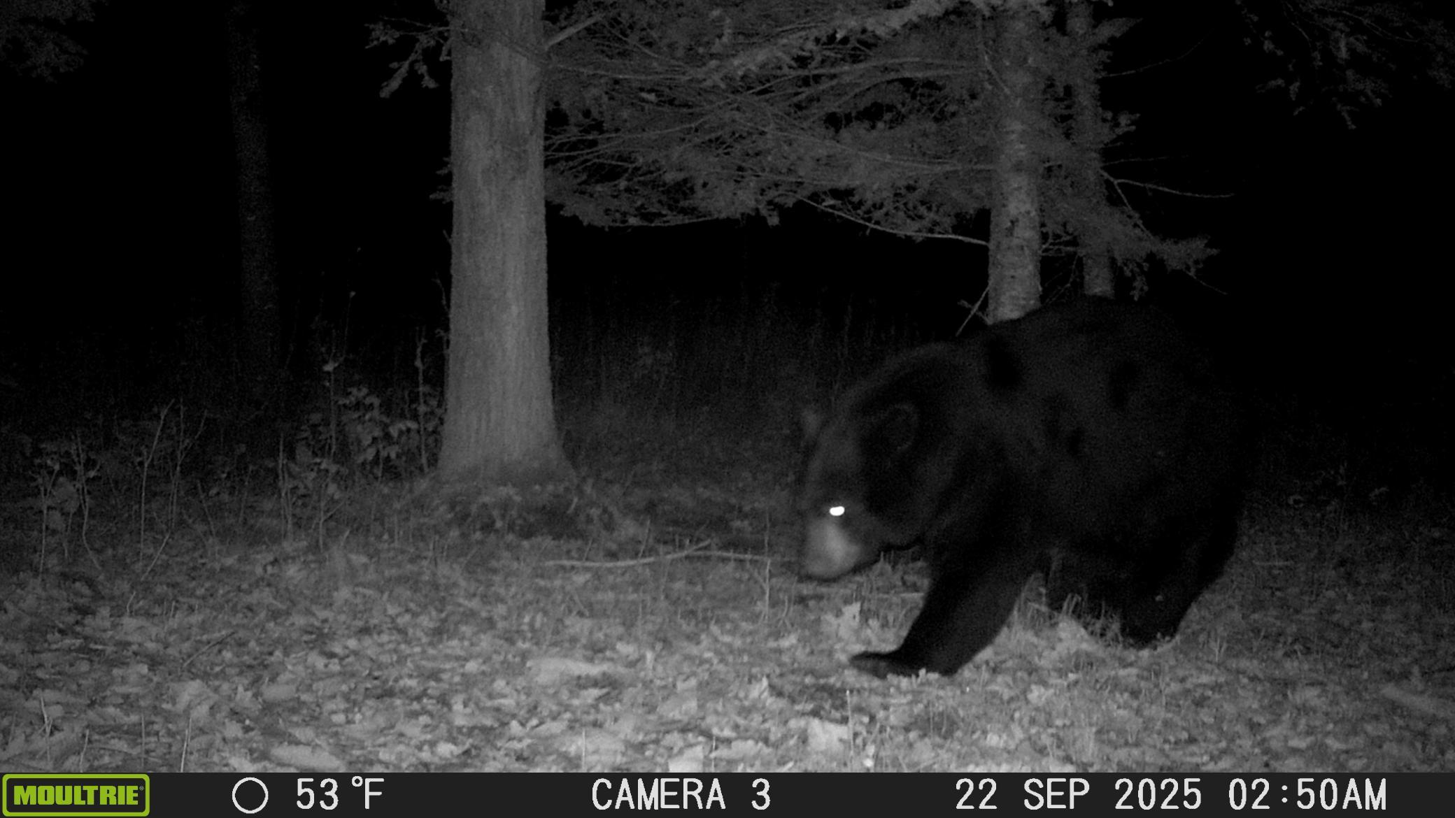 Bear #1.JPG