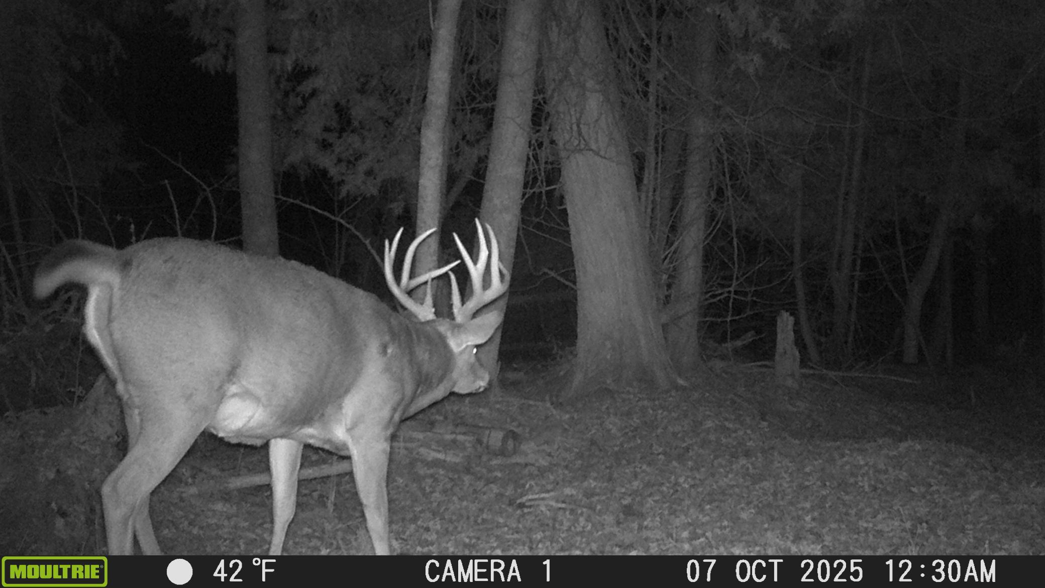 Deer #3.JPG