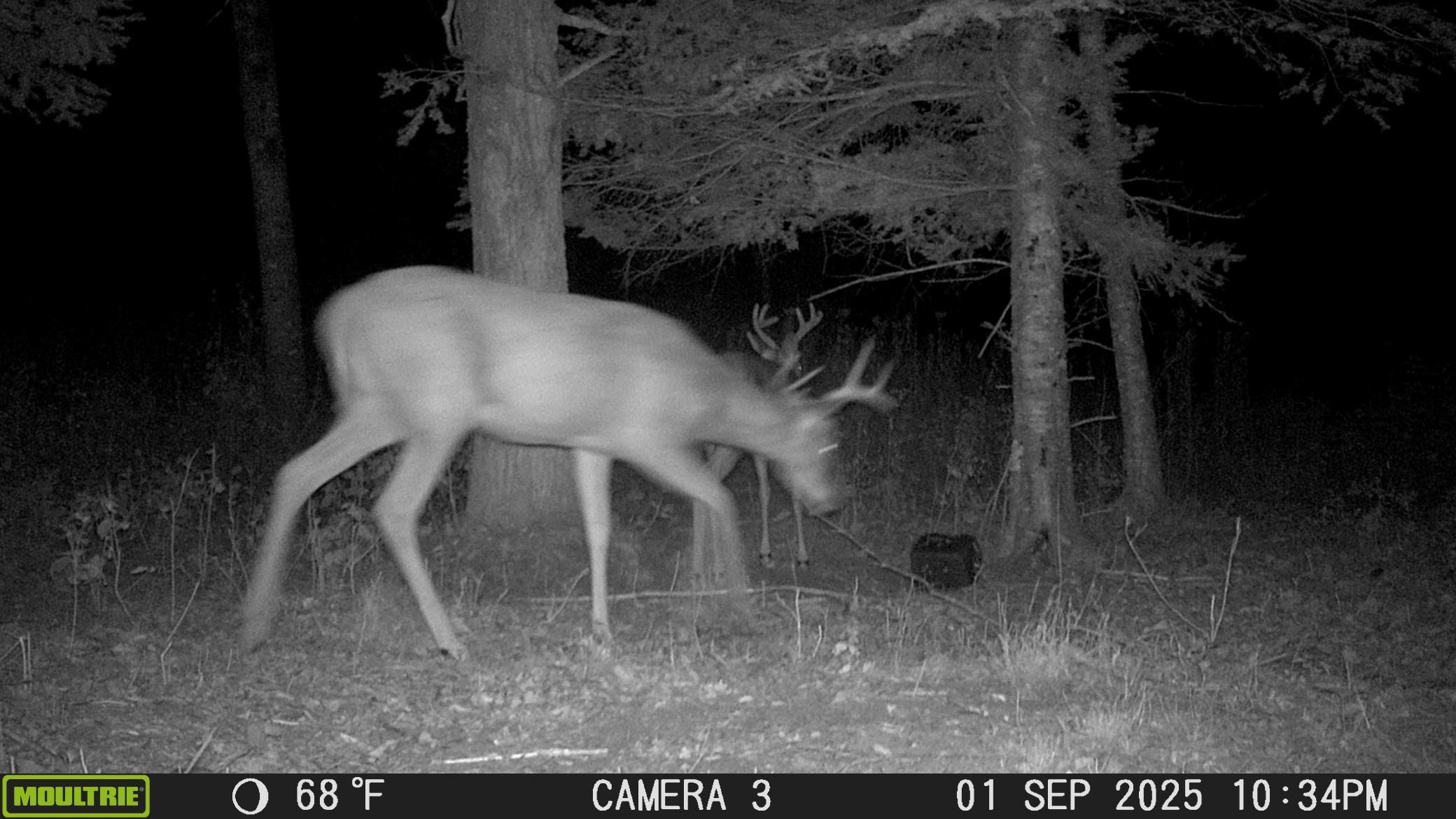 Deer #1.JPG